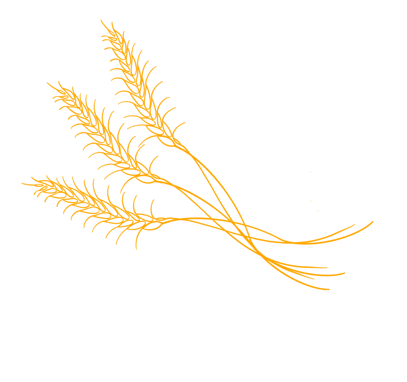 Колосья пшеницы, фермерское хозяйство Великанова