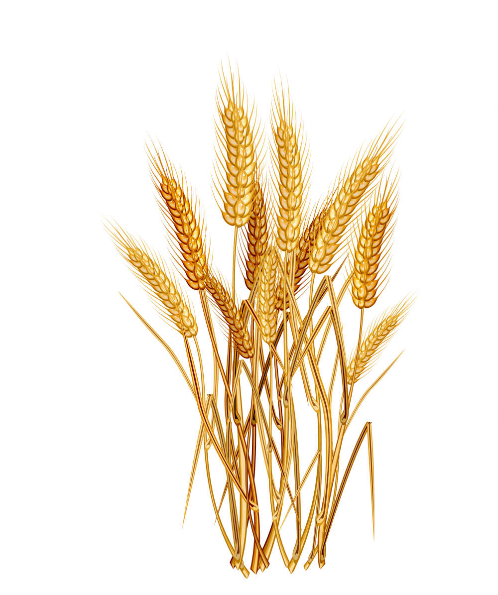 Пшеница оптом Ростовская область, фермерское хозяйство Великанова